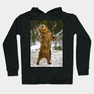 Grizzly Standing Hoodie